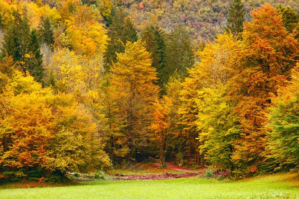 美しい秋のシーン ストック画像