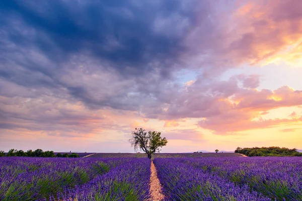 Lavendel veld zomer zonsondergang landschap in de buurt van Valensole — Stockfoto