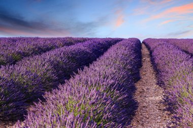 Lavanta alan yaz günbatımı manzara yakınındaki Valensole
