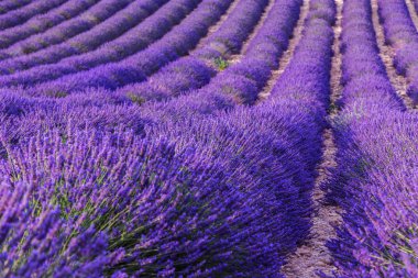 Lavanta alan yaz günbatımı manzara yakınındaki Valensole