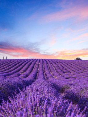 Lavanta alan yaz günbatımı manzara yakınındaki Valensole