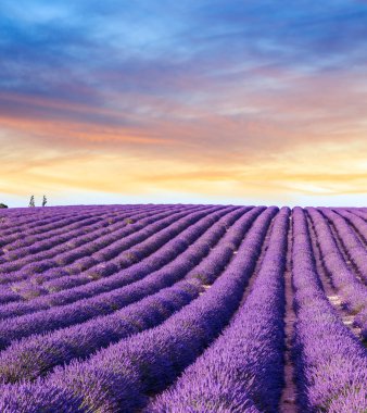 Lavanta alan yaz günbatımı manzara yakınındaki Valensole