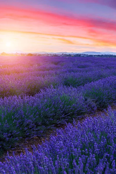 薰衣草花田夏天日落景观附近 Valensole — 图库照片