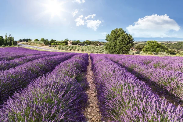 Campo de lavanda verano puesta del sol paisaje cerca de Valensole —  Fotos de Stock