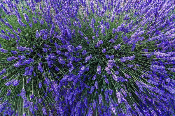 Levandulová pole letní krajina poblíž Valensole — Stock fotografie