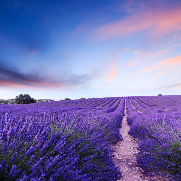 Lavender field summer sunset landscape near Valensole — Stock Photo, Image