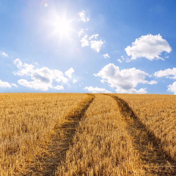 Grote gele veld na de oogst — Stockfoto