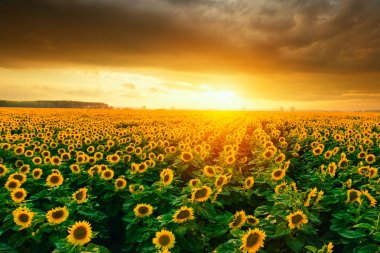 Gün batımı sırasında ayçiçeği alanları