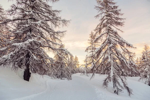 Piękny zachód słońca w lesie zimą Alpy Jluia w Słowenii — Zdjęcie stockowe