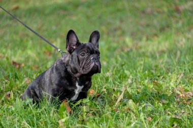 Sevimli Fransız buldozer