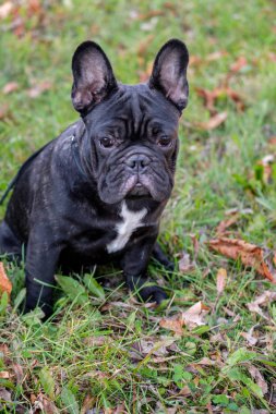 Sevimli Fransız buldozer