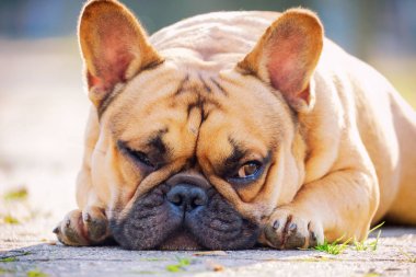 Sevimli Fransız buldozer