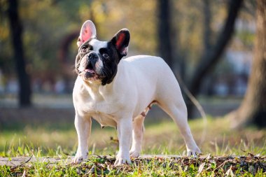 Sevimli Fransız buldozer