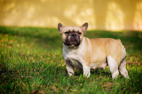 Die Süße Französische Bulldogge Herbstlichen Gras Freien — Stockfoto