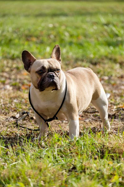 Bulldog Perancis Yang Lucu Musim Gugur Rumput Luar — Stok Foto