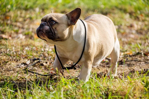 Lindo Bulldog Francés Otoño Hierba Aire Libre —  Fotos de Stock