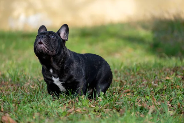 Die Süße Französische Bulldogge Herbstlichen Gras Freien — Stockfoto