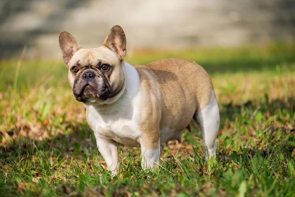 Leuke Franse Bulldog Herfst Buiten Gras — Stockfoto