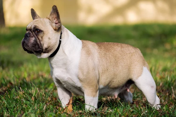 El lindo Bulldog francés —  Fotos de Stock