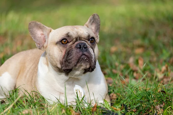 Den söt fransk bulldoggen — Stockfoto