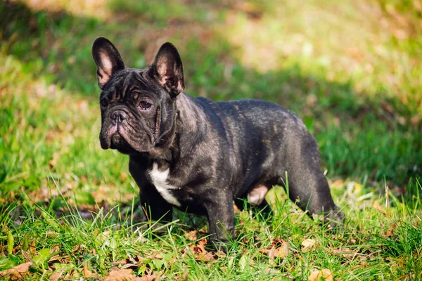 Die süße französische Bulldogge — Stockfoto