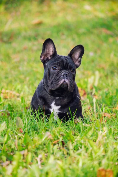 O Bulldog francês bonito — Fotografia de Stock