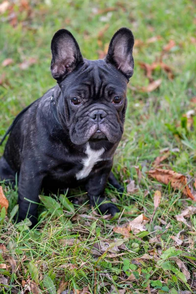 De leuke Franse Bulldog — Stockfoto