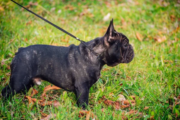 De leuke Franse Bulldog — Stockfoto