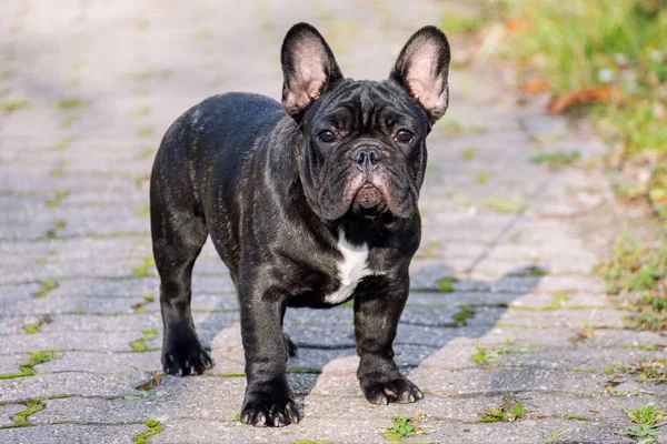 Leuke Franse Bulldog Herfst Buiten Gras — Stockfoto