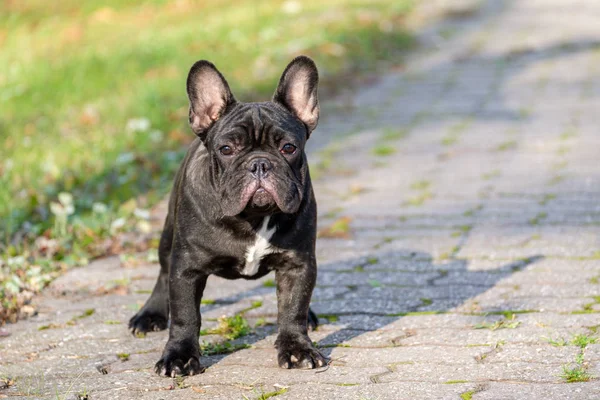 Bulldog Perancis yang lucu — Stok Foto