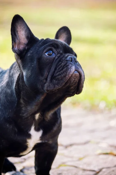 De leuke Franse Bulldog — Stockfoto