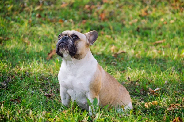 Den söt fransk bulldoggen — Stockfoto