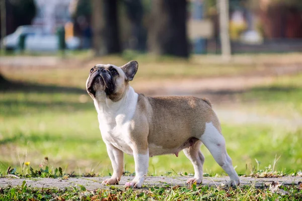Bulldog Perancis yang lucu — Stok Foto