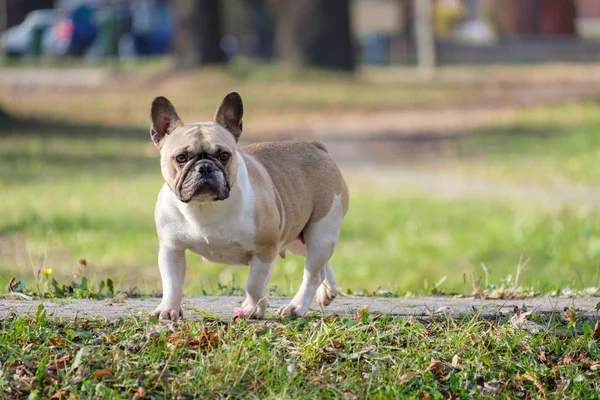 Den söt fransk bulldoggen — Stockfoto