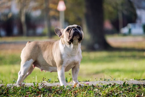 Bulldog Perancis Yang Lucu Musim Gugur Rumput Luar — Stok Foto
