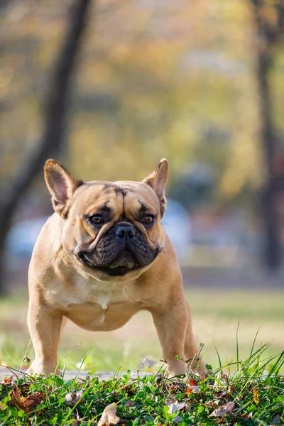 Az aranyos Francia Bulldog — Stock Fotó