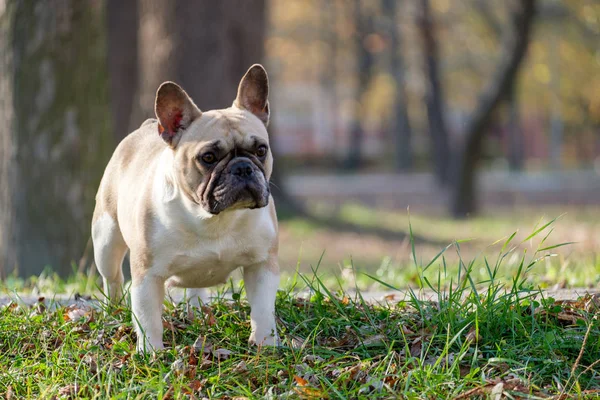 可爱的法国斗牛犬 — 图库照片