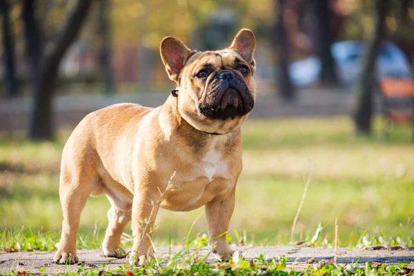 O Bulldog francês bonito — Fotografia de Stock