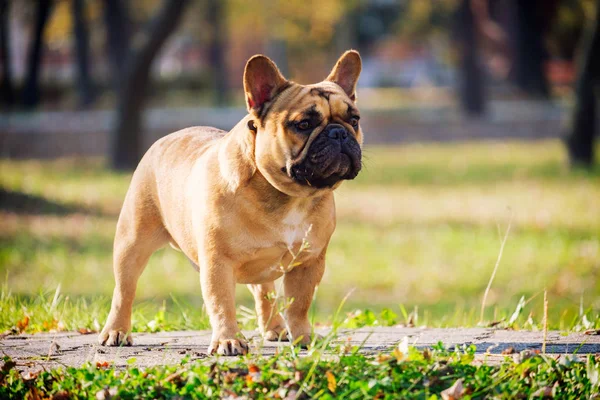 可爱的法国斗牛犬 — 图库照片