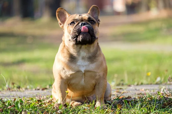Die Süße Französische Bulldogge Herbstlichen Gras Freien — Stockfoto