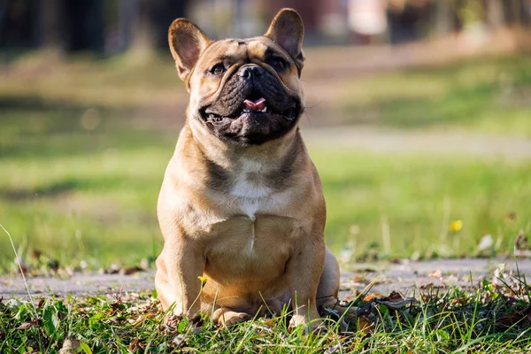 Az aranyos Francia Bulldog — Stock Fotó