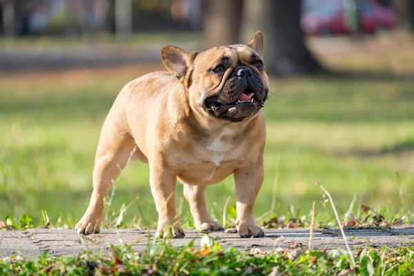 The cute French Bulldog — Stock Photo, Image