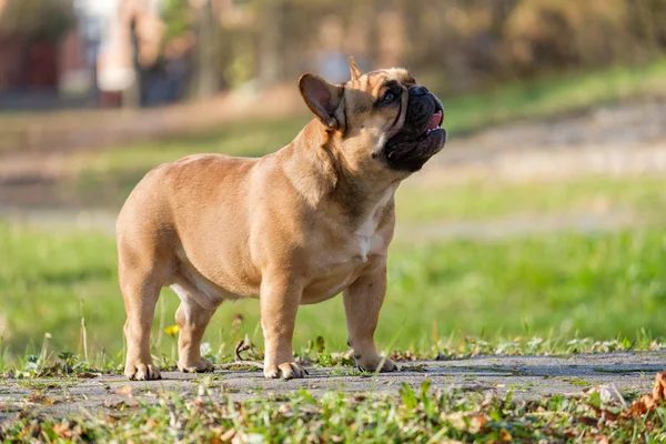 可爱的法国斗牛犬 — 图库照片