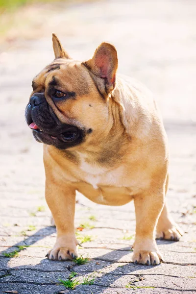 Az aranyos Francia Bulldog — Stock Fotó