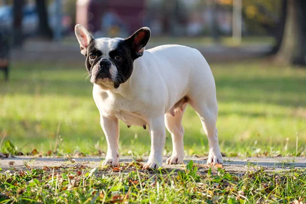 Die Süße Französische Bulldogge Herbstlichen Gras Freien — Stockfoto