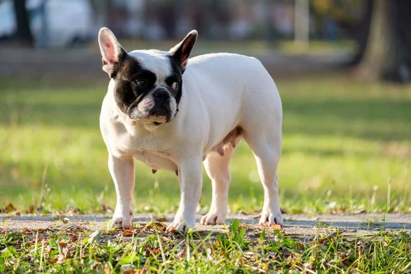 可爱的法国斗牛犬 — 图库照片