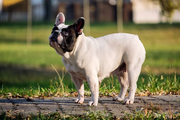 Leuke Franse Bulldog Herfst Buiten Gras — Stockfoto