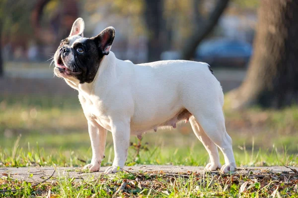 Őszi Szabadtéri Fűben Aranyos Francia Bulldog — Stock Fotó