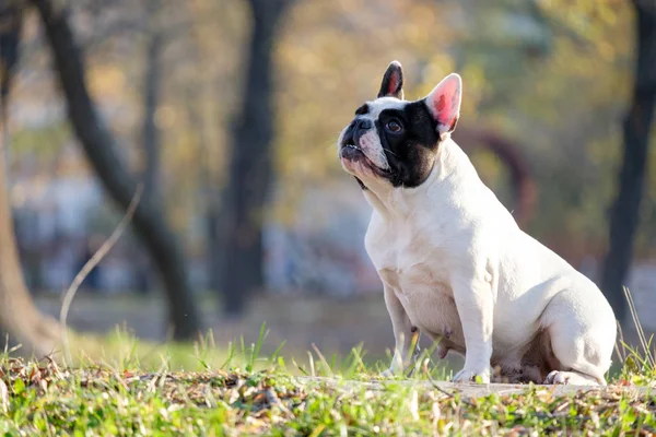 Die süße französische Bulldogge — Stockfoto