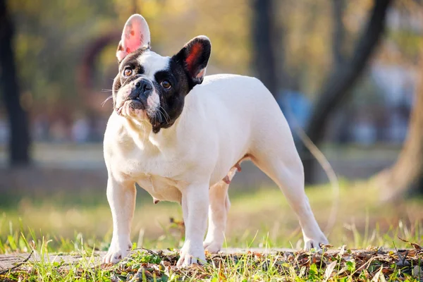 Die süße französische Bulldogge — Stockfoto